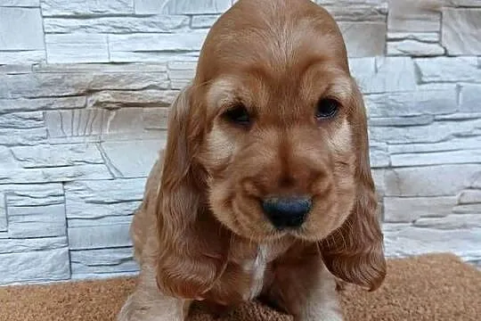 Śliczny piesek Cocker Spaniel Angielski, Łódzkie, Sieradz