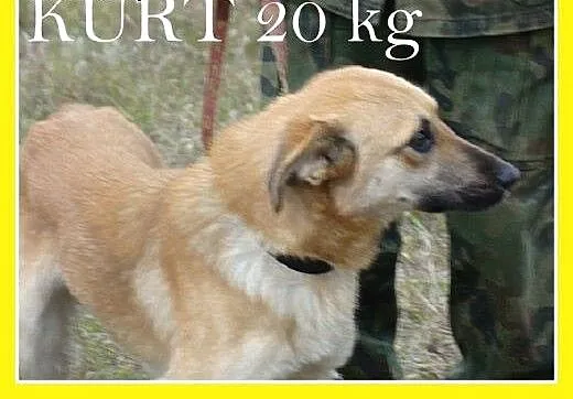 18 kg,roczny,przyjazny,wesoły,biszkoptowy pies KUR