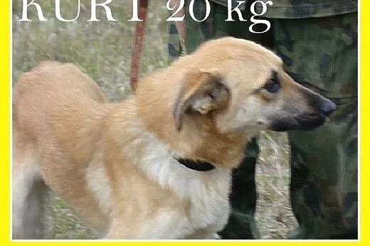18 kg,roczny,przyjazny,wesoły,biszkoptowy pies KUR