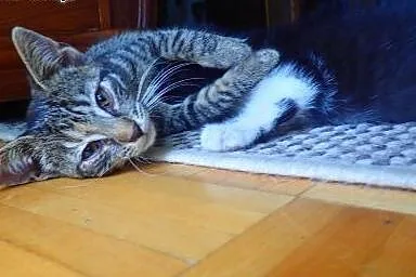 adoptuj kociaka :) , łódzkie Łódź