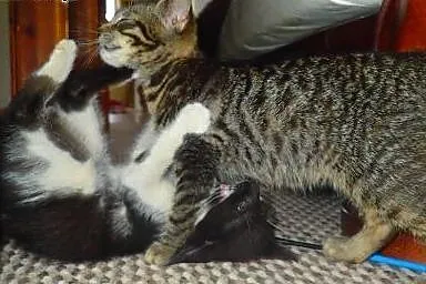 Adoptuj kociaka :) ,  łódzkie Łódź