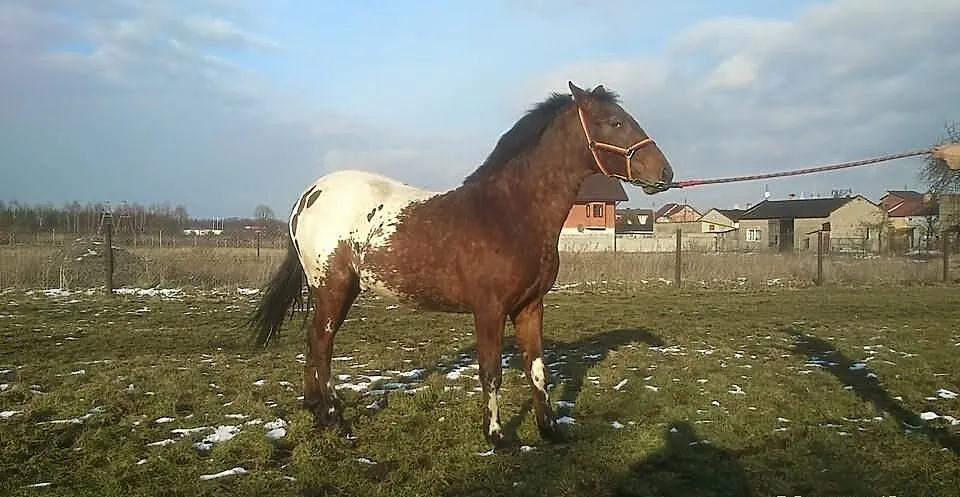 Ogierek Drzewosz