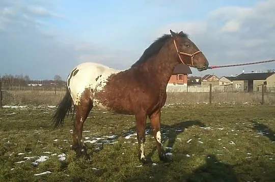Ogierek Drzewosz