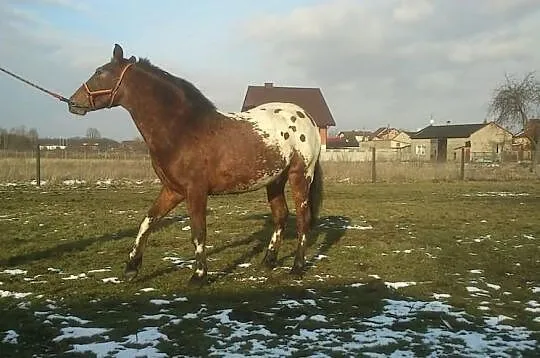 Ogierek Drzewosz