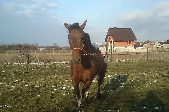 Ogierek Drzewosz