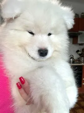 Szczenięta Samoyedy FCI kilkunastoletnie doświadczenie, , Brzeziny