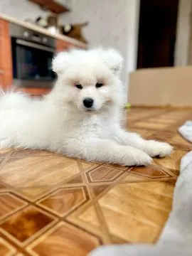 Szczenięta Samoyedy FCI kilkunastoletnie doświadczenie, , Brzeziny