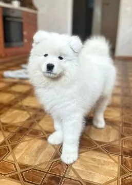 Szczenięta Samoyedy FCI kilkunastoletnie doświadczenie, , Brzeziny