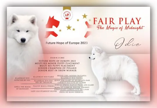 Szczenięta Samoyedy FCI kilkunastoletnie doświadczenie, , Brzeziny