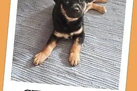 Szczeniaczek 2,5 m-czny,wesoły,przytulaśny,zaszczepiony psiak CZIKUŚ.Adopcja., łódzkie Łódź