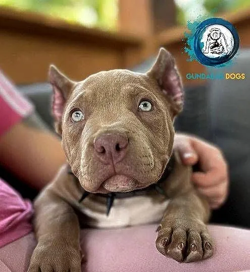 American Bully piesek ABKC, Wielkopolskie, Koło