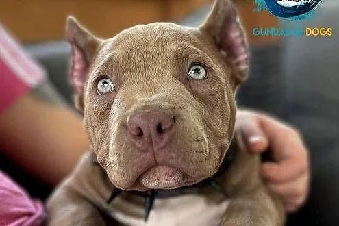 American Bully piesek ABKC, Wielkopolskie, Koło