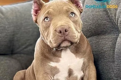 American Bully piesek ABKC, Wielkopolskie, Koło