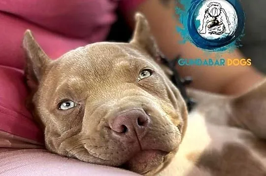 American Bully piesek ABKC, Wielkopolskie, Koło