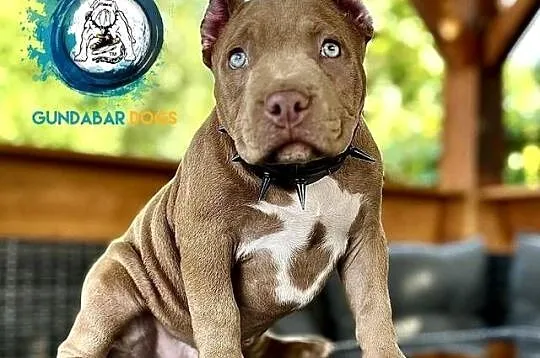 American Bully piesek ABKC, Wielkopolskie, Koło