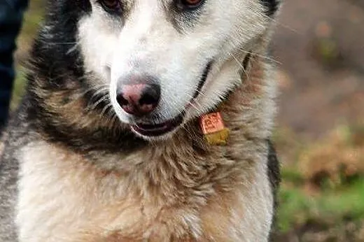 MIESZKO młody, łagodny, piękny mix husky szuka dom