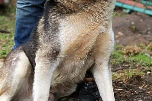 MIESZKO młody, łagodny, piękny mix husky szuka dom