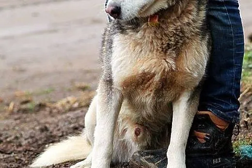 MIESZKO młody, łagodny, piękny mix husky szuka dom
