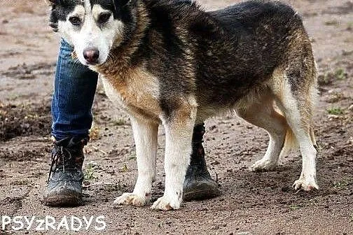 MIESZKO młody, łagodny, piękny mix husky szuka dom