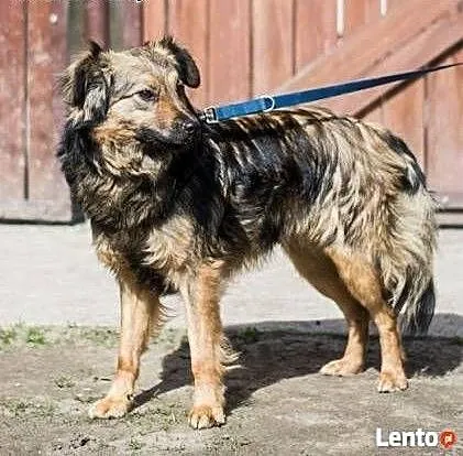 TOFIK i KARMELEK - 2 letnie, niewielkie psiaki szu