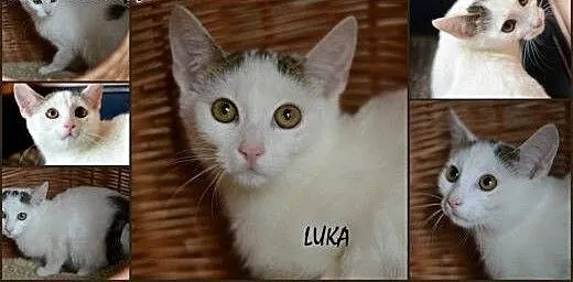 Pokochaj i przygarnij Lukę, śląskie Gliwice