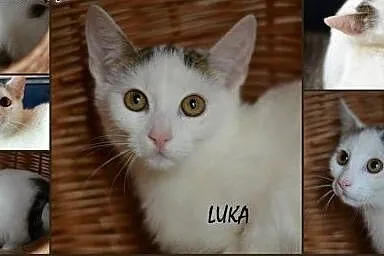 Pokochaj i przygarnij Lukę,  śląskie Gliwice