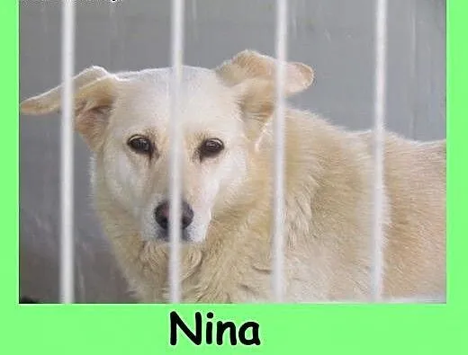Nina - delikatna 3-latka gaśnie w schronisku, dol