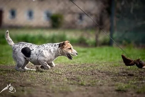 ZYZIA - czuły nochal, wielkie serce - JRT da Ci wi