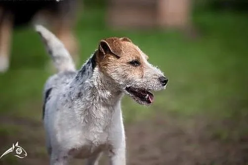 ZYZIA - czuły nochal, wielkie serce - JRT da Ci wi