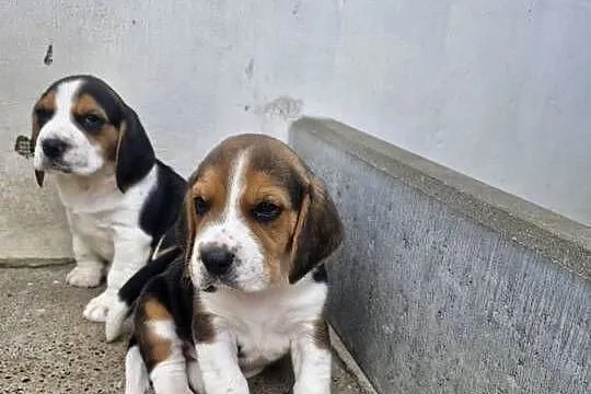 Beagle Tricolor Szczeniaki
