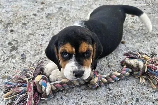 Beagle Tricolor Szczeniaki, Mazowieckie, Ciechanów