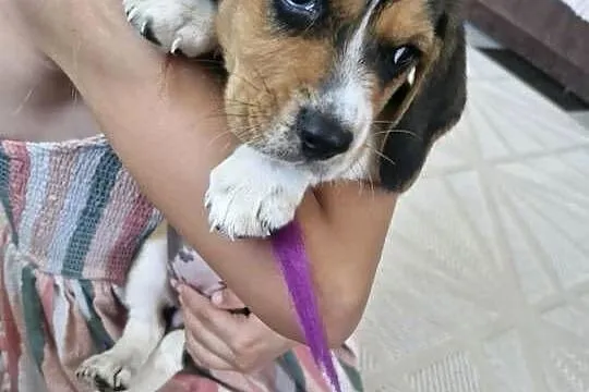 Beagle Tricolor Szczeniaki, Mazowieckie, Ciechanów