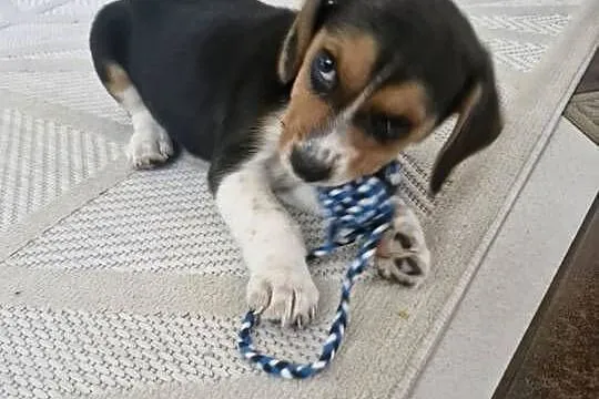 Beagle Tricolor Szczeniaki, Mazowieckie, Ciechanów