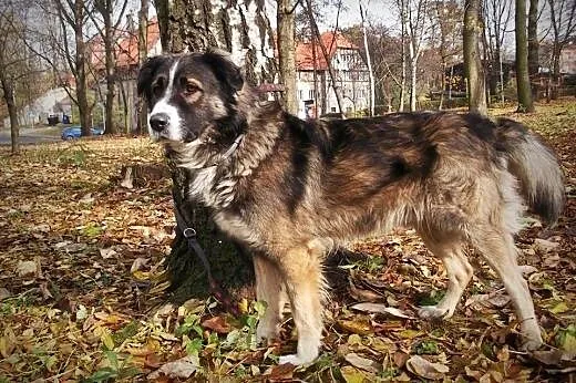 PILNE! Energiczny i oddany Fredi, szuka domu!,  śl