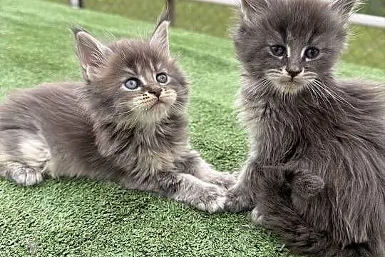 Przepiękne kocięta Maine Coon z rodowodem FPL, Wielkopolskie, Konin