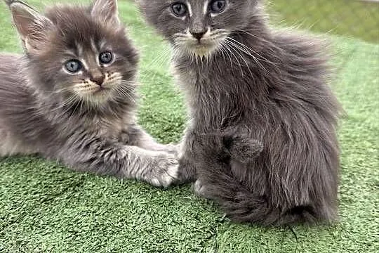 Przepiękne kocięta Maine Coon z rodowodem FPL, Wielkopolskie, Konin