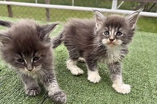 Przepiękne kocięta Maine Coon z rodowodem FPL, Wielkopolskie, Konin