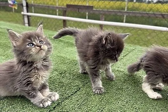 Przepiękne kocięta Maine Coon z rodowodem FPL, Wielkopolskie, Konin