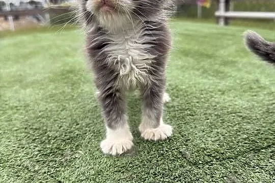 Przepiękne kocięta Maine Coon z rodowodem FPL, Wielkopolskie, Konin
