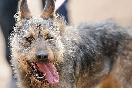 Odi - fajny szorściak do adopcji!,  mazowieckie Wa