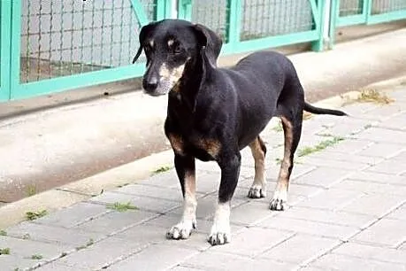 Jamnikowata Kreseczka :),  warmińsko-mazurskie Ols