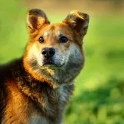 Fido - przyjazny, wesoły kandydat na psijaciela!  Fido to starszy psiak średniej wielkości, który tr