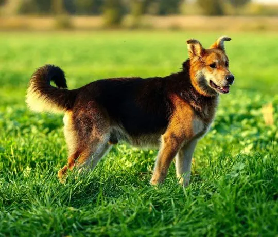 Fido - przyjazny, wesoły kandydat na psijaciela!  Fido to starszy psiak średniej wielkości, który tr, , Warszawa