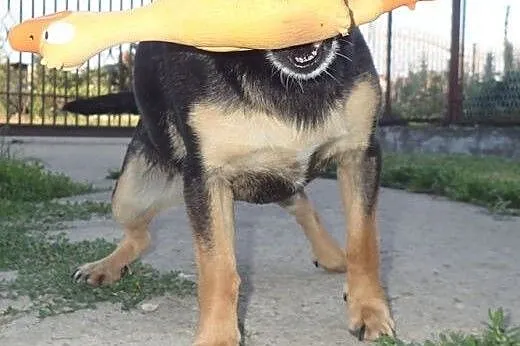 Emi - mini sunia przekochana!,  wielkopolskie Pozn