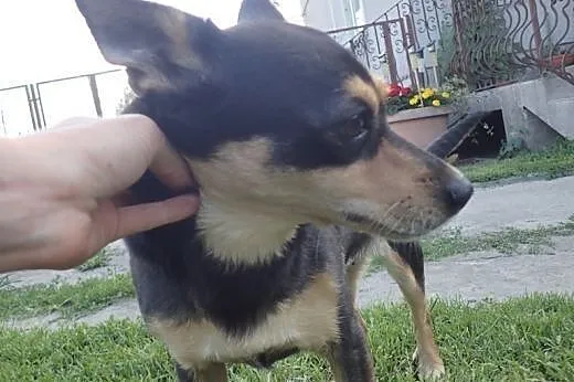 Emi - mini sunia przekochana!,  wielkopolskie Pozn