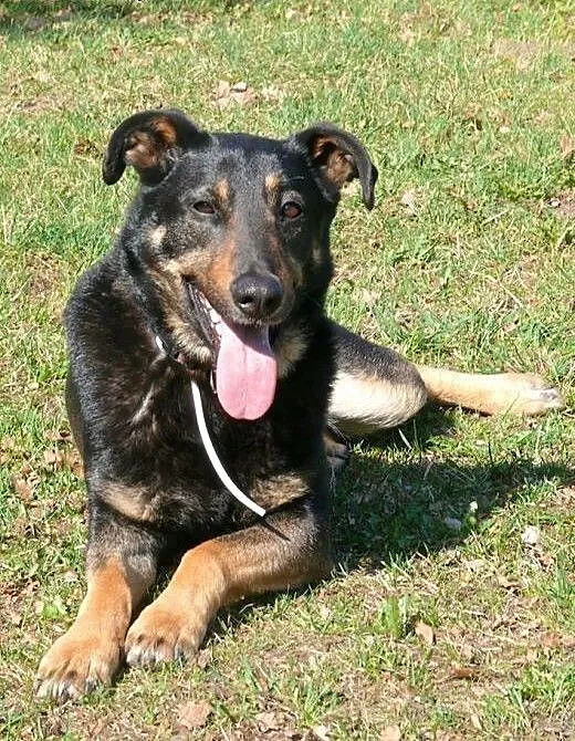 Dyzio - psiak w typie ON do adopcji!, mazowiecki
