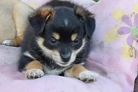 6 tyg SUZIA czeka - ZAKOCHAJ się, DAJ DOM !!!,  ma