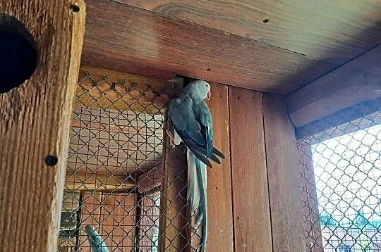 Aleksandretty obrożne, Wielkopolskie, Sieraków