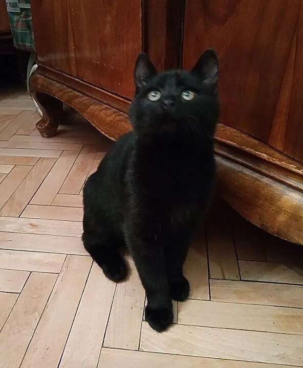 Cywilek