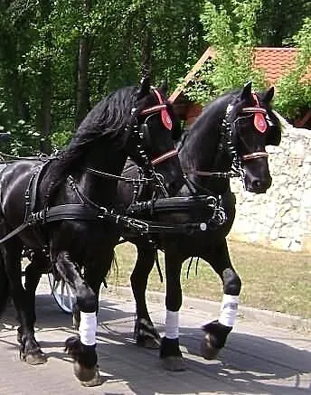 Fryzy para wałachy